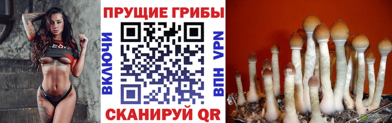 Галлюциногенные грибы Psilocybe  Купить где  Алушта 